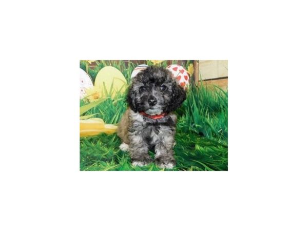 Bichapoo DOG Male Brindle 19915 Petland Batavia, Illinois