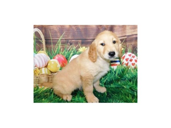 Golden Retriever DOG Male Golden 19918 Petland Batavia, Illinois