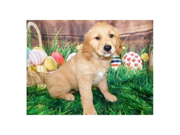 Golden Retriever DOG Female Golden 19917 Petland Batavia, Illinois