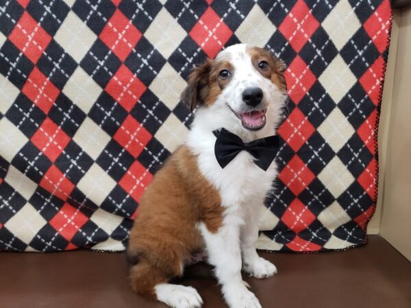 English Shepherd DOG Male Sable and White 19925 Petland Batavia, Illinois