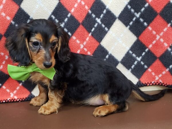 Dachshund DOG Male Black & Tan 19931 Petland Batavia, Illinois