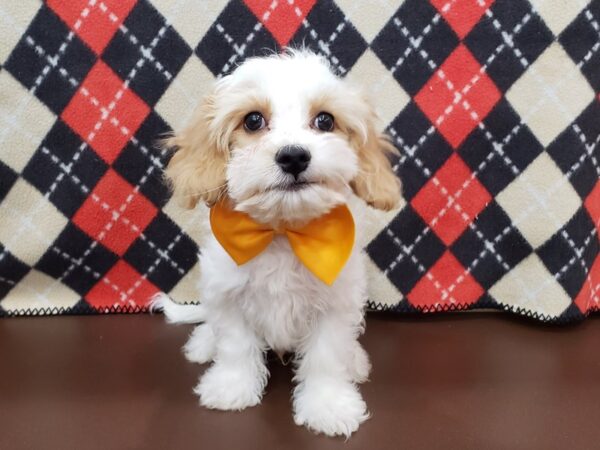 Cavachon DOG Male Blenheim and White 19927 Petland Batavia, Illinois