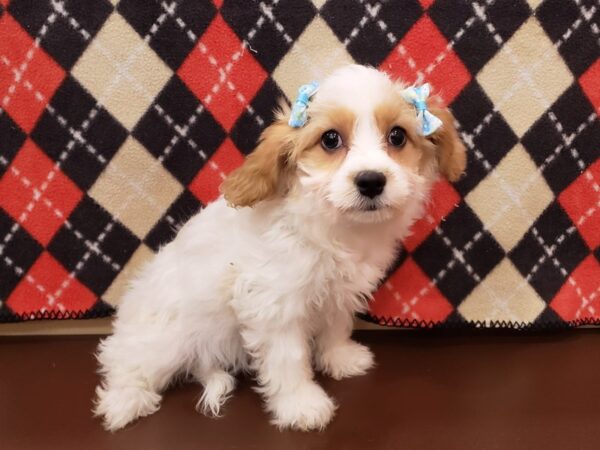 Cavachon DOG Female Blenheim and White 19926 Petland Batavia, Illinois