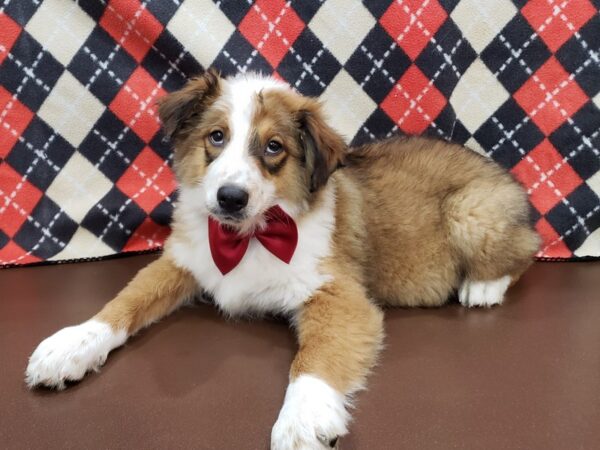 English Shepherd DOG Male Sable and White 19924 Petland Batavia, Illinois