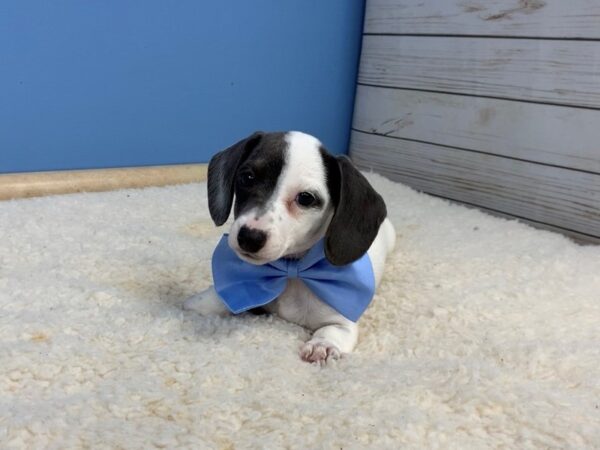 Dachshund DOG Male Blue and White Piebald 19688 Petland Batavia, Illinois