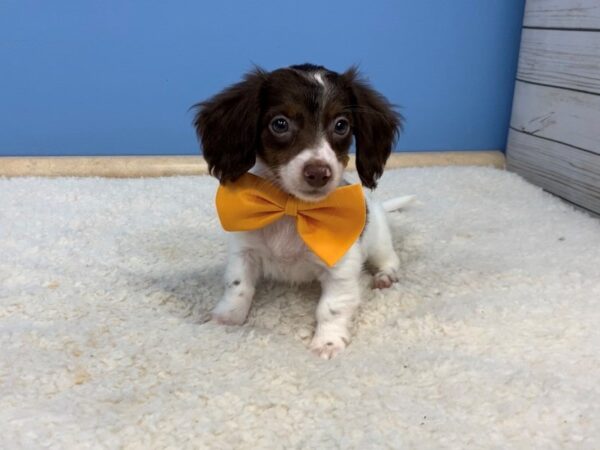 Dachshund DOG Male White and Brown Piebald 19687 Petland Batavia, Illinois