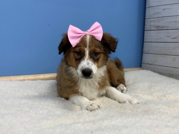 English Shepherd DOG Female Sable and White 19686 Petland Batavia, Illinois