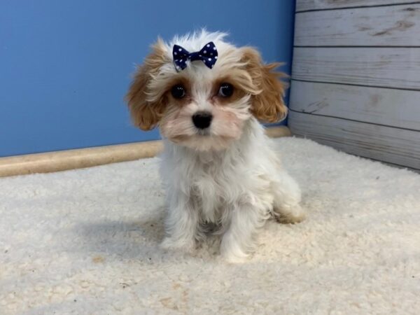 Cavachon DOG Female Blenheim and White 19681 Petland Batavia, Illinois