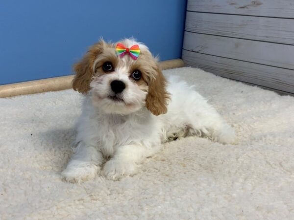 Cavachon DOG Female Blenheim and White 19679 Petland Batavia, Illinois