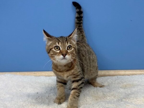 Bengal/Pixie Bob CAT Male Brown Spotted 19691 Petland Batavia, Illinois