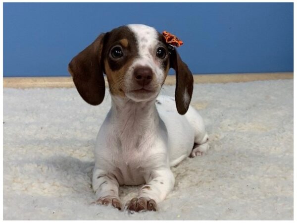 Dachshund DOG Female White and Chocolate Piebald, Tan Markings 11801 Petland Batavia, Illinois