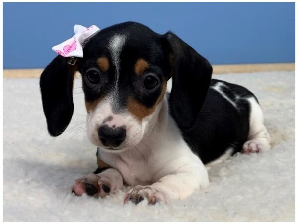 Dachshund DOG Female White and Black Piebald, Tan Markings 11800 Petland Batavia, Illinois