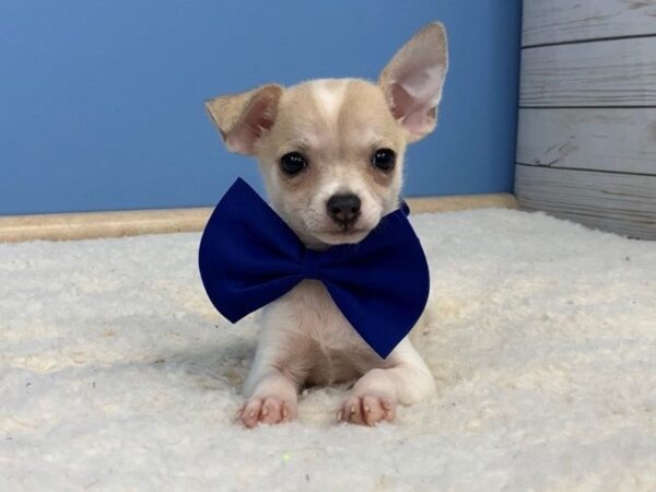 Chihuahua DOG Male Fawn & White 11802 Petland Batavia, Illinois