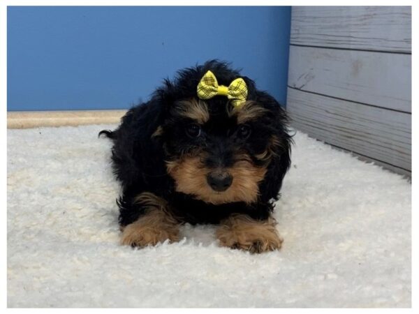 Dachshund DOG Female Black & Tan, 11803 Petland Batavia, Illinois