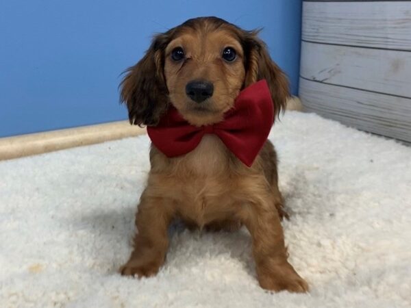 Dachshund DOG Male Sable 19671 Petland Batavia, Illinois