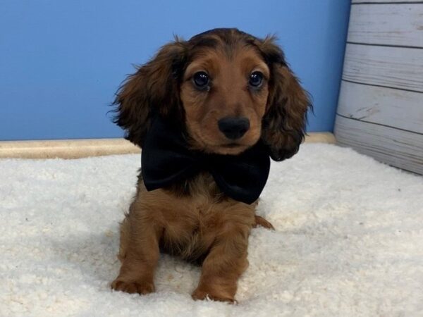 Dachshund DOG Male Sable 11804 Petland Batavia, Illinois