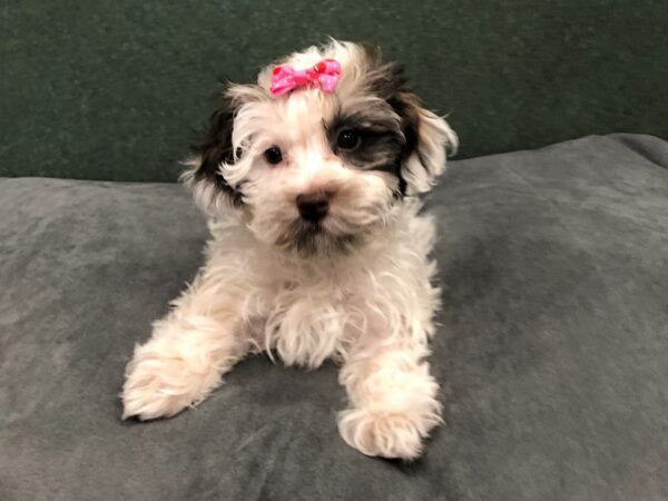 Havanese DOG Female Chocolate / White 11798 Petland Batavia, Illinois