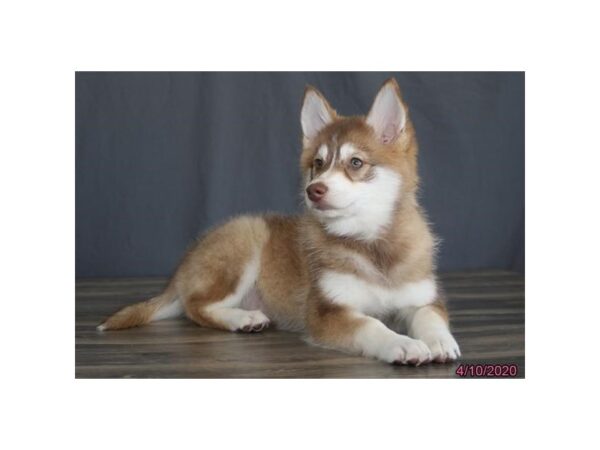 American Eskimo/Pomsky DOG Female Brown / White 11817 Petland Batavia, Illinois