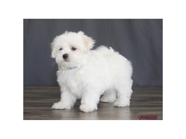 Maltese DOG Male White 11816 Petland Batavia, Illinois