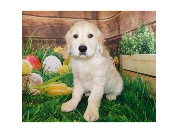 Golden Retriever DOG Male Light Golden 11808 Petland Batavia, Illinois