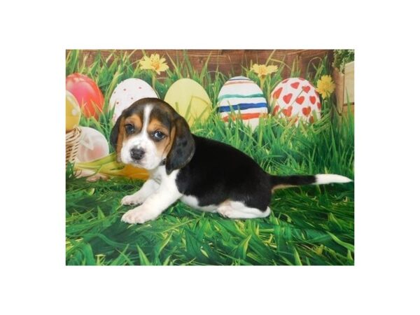 Beagle DOG Male Black White / Tan 19692 Petland Batavia, Illinois