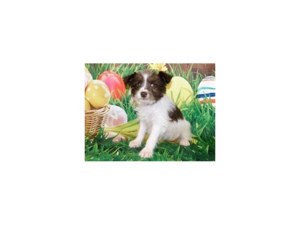 Schnoodle-DOG-Female-Chocolate-19697-Petland Batavia, Illinois