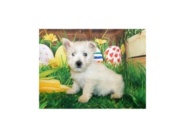 West Highland White Terrier DOG Female White 19694 Petland Batavia, Illinois