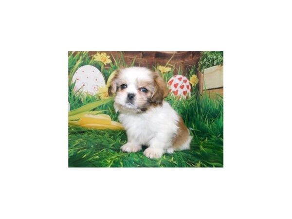 Shih-Peke DOG Female Gold / White 19696 Petland Batavia, Illinois