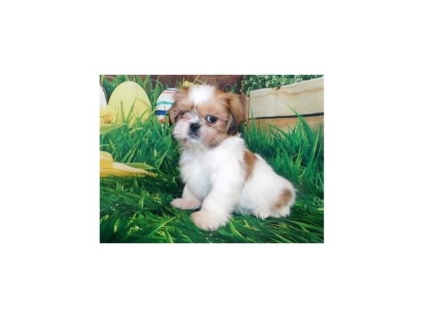 Shih-Peke DOG Female Gold / White 19937 Petland Batavia, Illinois