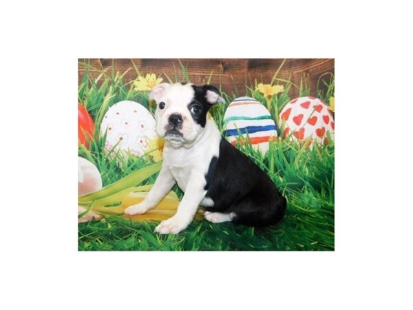 Boston Terrier-DOG-Female-Black / White-19933-Petland Batavia, Illinois