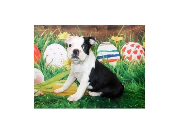 Boston Terrier DOG Female Black / White 19933 Petland Batavia, Illinois