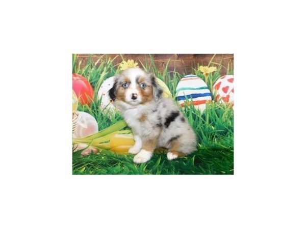 Miniature American Shepherd-DOG-Female-Blue Merle-19936-Petland Batavia, Illinois