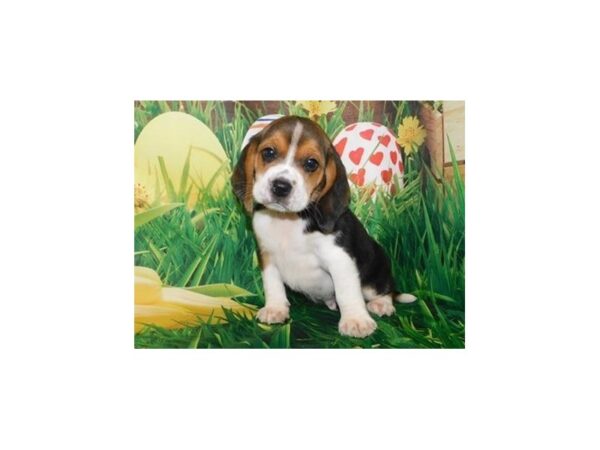 Beagle DOG Male Black White / Tan 11805 Petland Batavia, Illinois