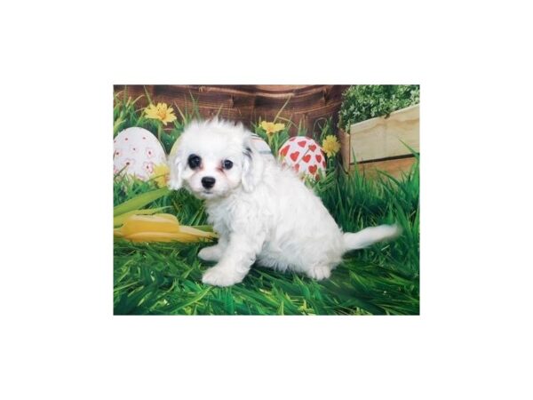 Cavapoo DOG Female White 11810 Petland Batavia, Illinois