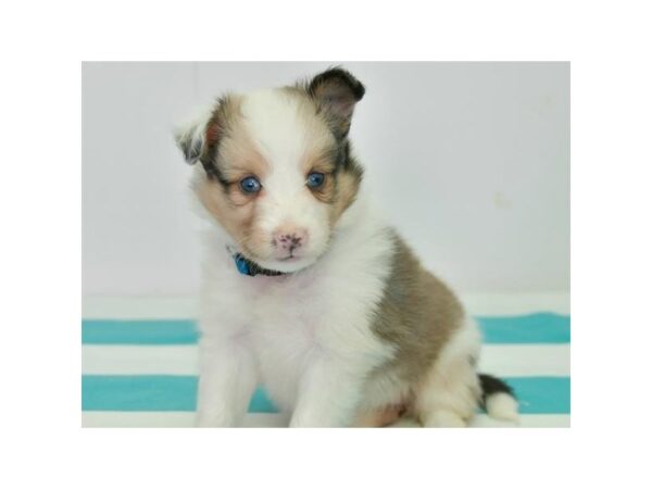 Shetland Sheepdog DOG Female Sable Merle 11814 Petland Batavia, Illinois