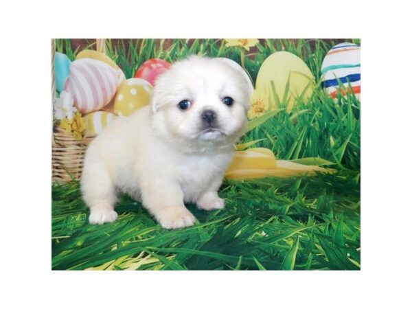 Peke a Bea-DOG-Female-Cream-11812-Petland Batavia, Illinois