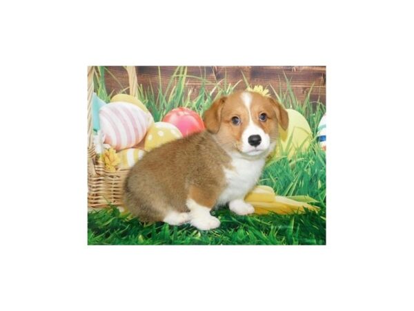 Cardigan Welsh Corgi/Pembroke Welsh Corgi DOG Male Red / White 11813 Petland Batavia, Illinois