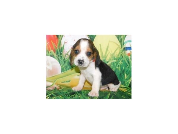 Beagle DOG Male Black White / Tan 19932 Petland Batavia, Illinois