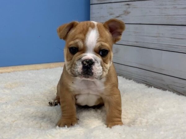 Free Lance Bulldog DOG Male Red and White 19700 Petland Batavia, Illinois