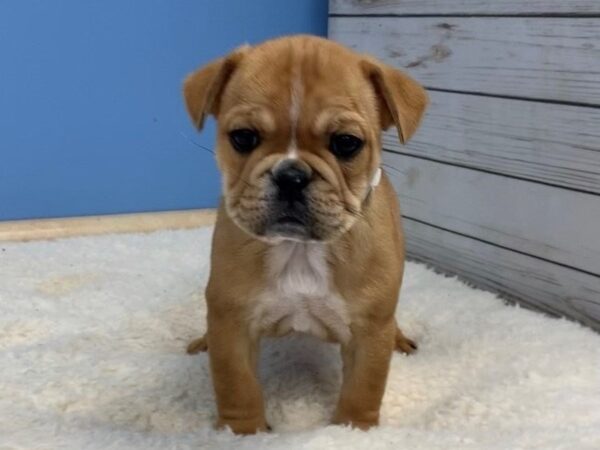 Free Lance Bulldog DOG Female Red and White 19701 Petland Batavia, Illinois