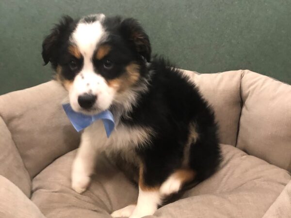 Australian Shepherd DOG Male Black White / Tan 11815 Petland Batavia, Illinois