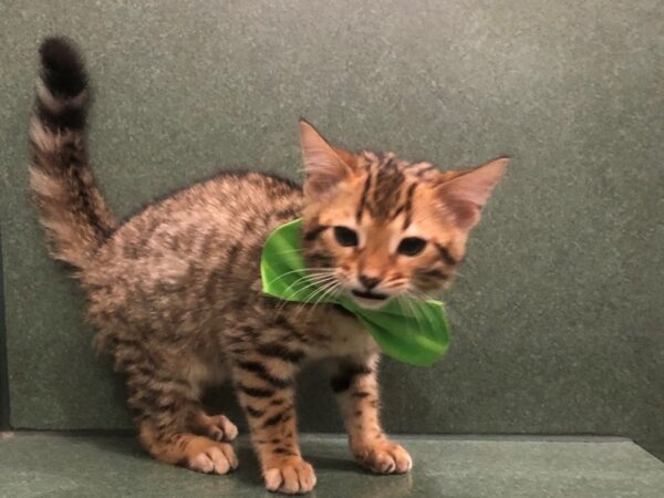 Bengal CAT Male Brown / Black 11809 Petland Batavia, Illinois