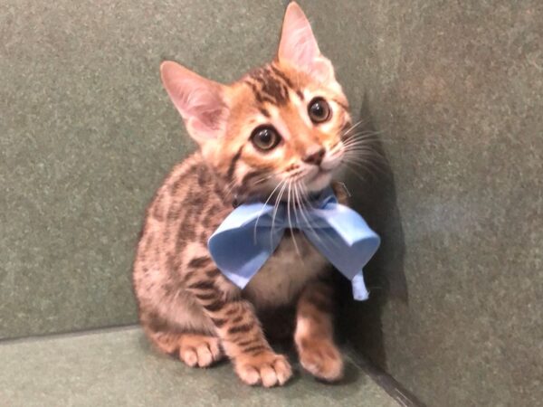 Bengal-CAT-Male-Brown / Black-11811-Petland Batavia, Illinois