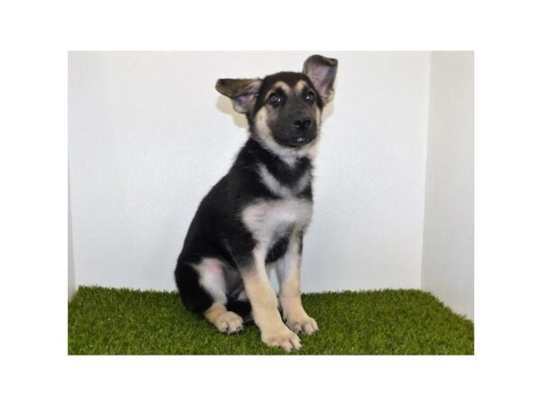 German Shepherd Dog DOG Female Black / Tan 11823 Petland Batavia, Illinois