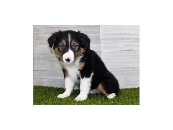 Border Collie DOG Male Black White / Tan 11818 Petland Batavia, Illinois