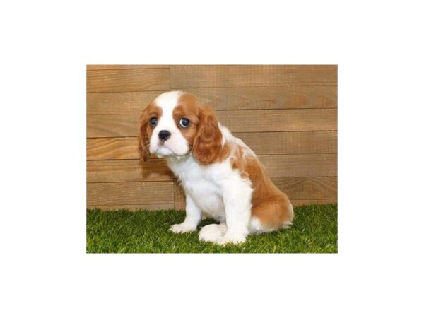 Cavalier King Charles Spaniel DOG Male Blenheim 11820 Petland Batavia, Illinois