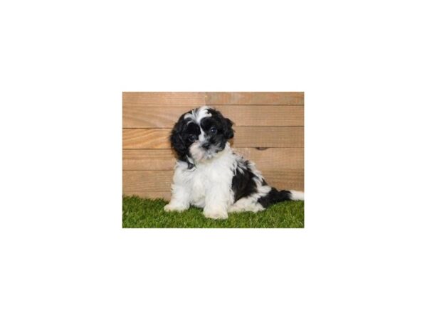 Shih Poo-DOG-Male-Black / White-11824-Petland Batavia, Illinois