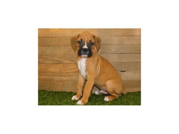 Boxer DOG Male Fawn 11819 Petland Batavia, Illinois