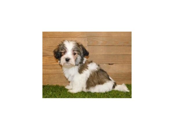 Havanese DOG Male Brindle / White 11821 Petland Batavia, Illinois