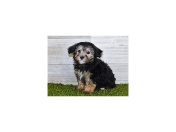 Maltipoo DOG Male Black / Tan 11826 Petland Batavia, Illinois